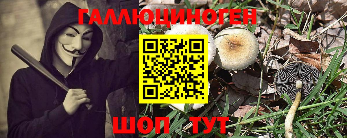 Псилоцибиновые грибы Psilocybine cubensis Старый Оскол